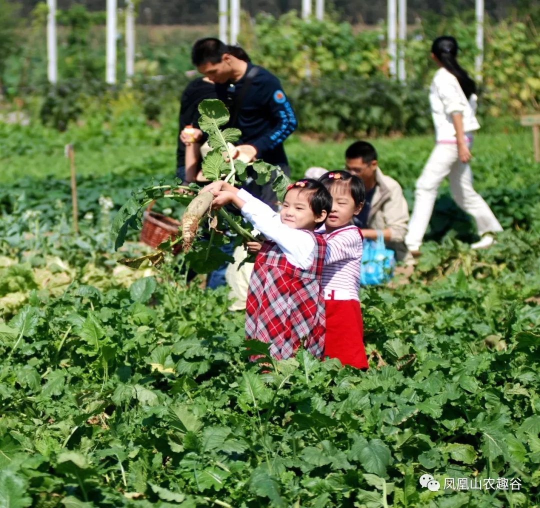 菊花朵朵开——郑州市二七区侯寨乡中心幼儿园生动有趣的“菊花朵朵开”活动